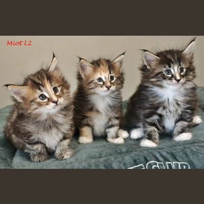 miot-l2[3].jpg